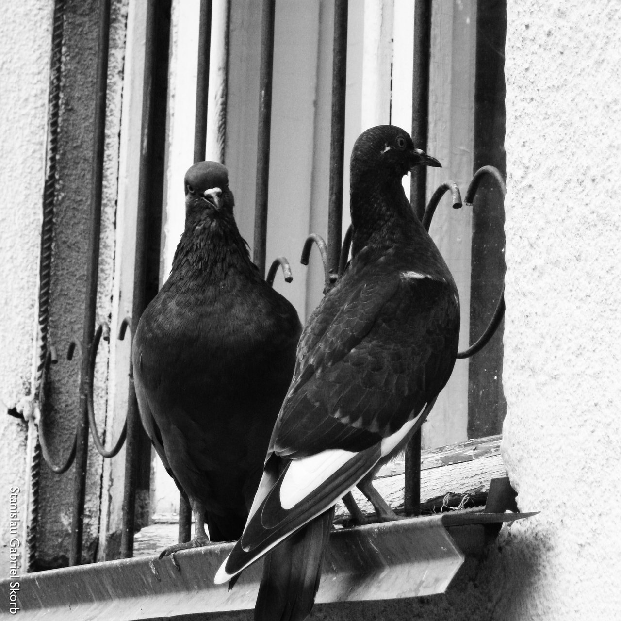 Couple of Pigeons