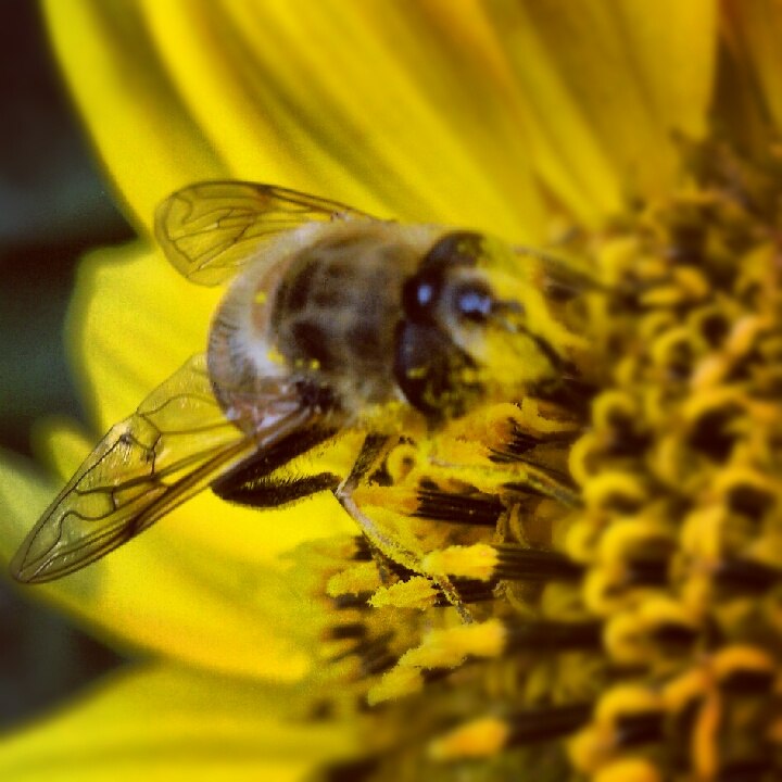 Пчелка^^